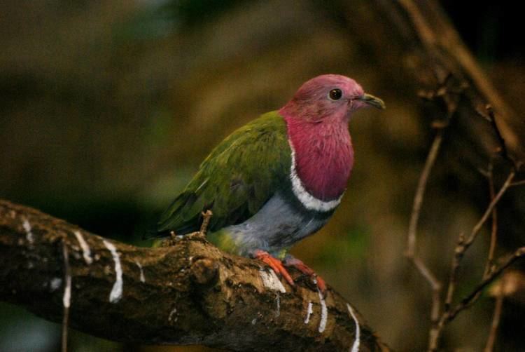 Pink-headed fruit dove Pinkheaded Fruit Dove at Walsrode 220313 ZooChat