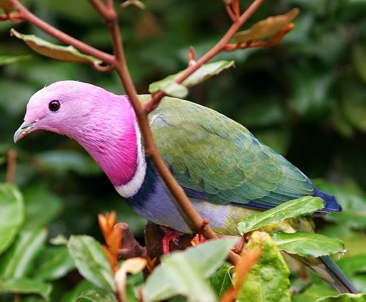 Pink-headed fruit dove Birds of the World Pinkheaded fruitdove