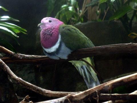 Pink-headed fruit dove Pinkheaded Fruitdove Common name Pinkheaded Fruitdove Flickr