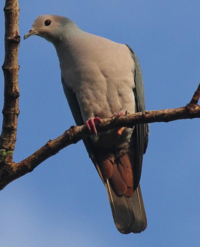 Pink-headed imperial pigeon Pinkheaded Imperialpigeon Ducula rosacea videos photos and