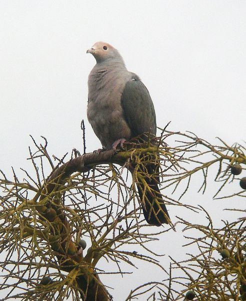 Pink-headed imperial pigeon Oriental Bird Club Image Database Photographers