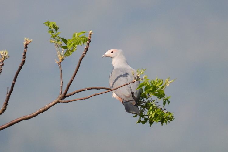 Pink-headed imperial pigeon Surfbirds Online Photo Gallery Search Results