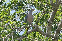 Pink-headed imperial pigeon Pinkheaded imperial pigeon Wikipedia