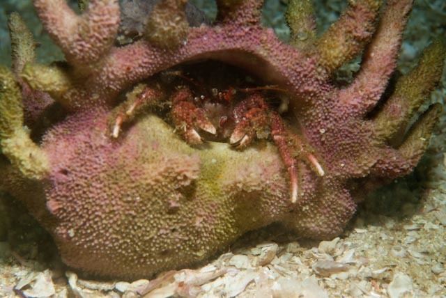 Pink hermit crab