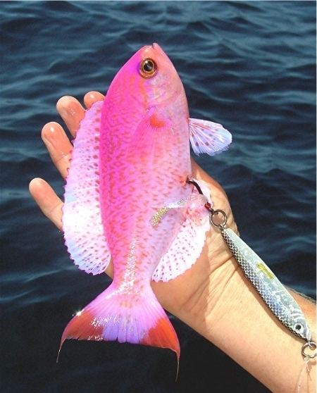 Pink maomao ID your fish here The Fishing Website Discussion Forums Page 2