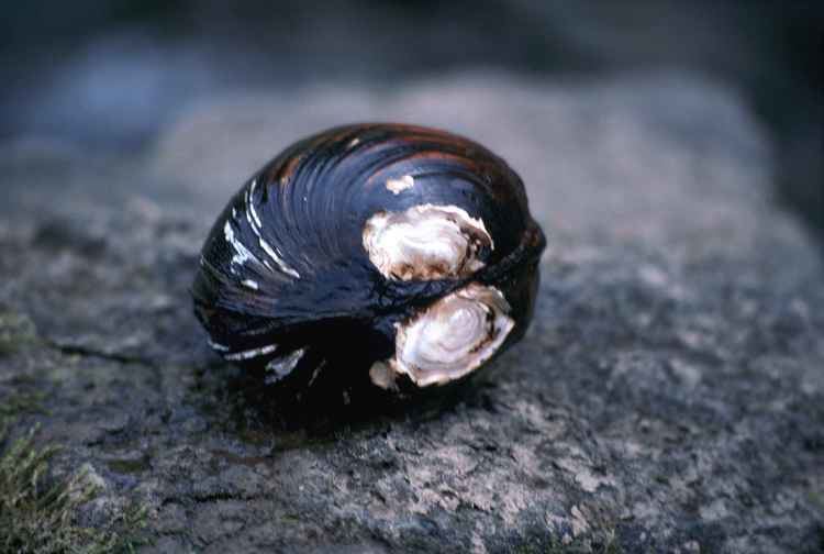 Pink mucket FileClose up of endangered species pink mucket pearlymessel mussel