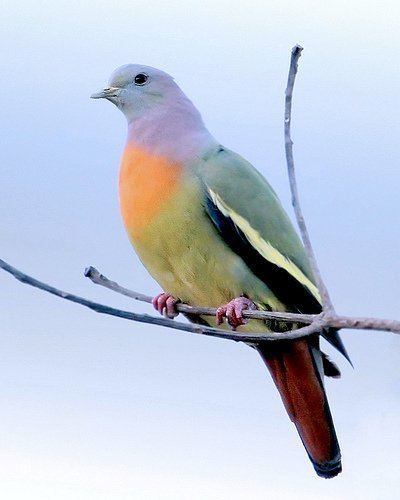 Pink-necked green pigeon httpsfeaturedcreaturecomwpcontentuploads20