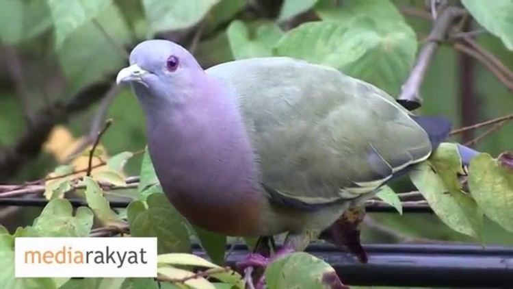 Pink-necked green pigeon PinkNecked Green Pigeon At Bukit Gasing YouTube