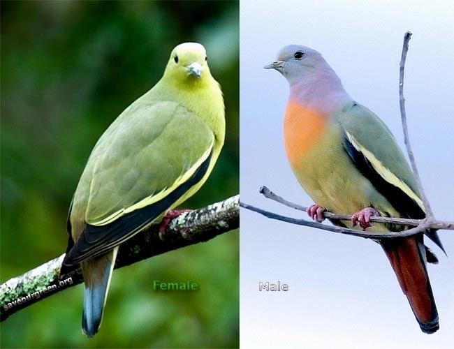 Pink-necked green pigeon Pink necked green pigeon Save Our Green