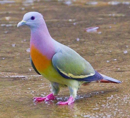 Pink-necked green pigeon The Most Colourful Pigeon in the World PinkNecked Green Pigeon