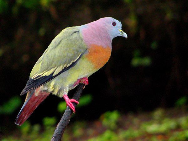 Pink-necked green pigeon City Pigeons Take Note the Pinknecked Green Pigeon is Hotter Than