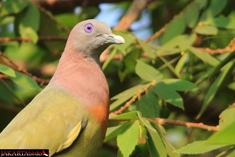 Pink-necked green pigeon Pinknecked Greenpigeon Treron vernans videos photos and sound