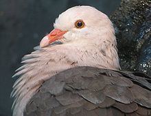 Pink pigeon httpsuploadwikimediaorgwikipediacommonsthu