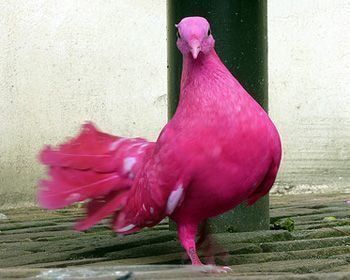 Pink pigeon Pink Pigeon in Bengali BIRDS OF A FEATHER Pinterest The o39jays