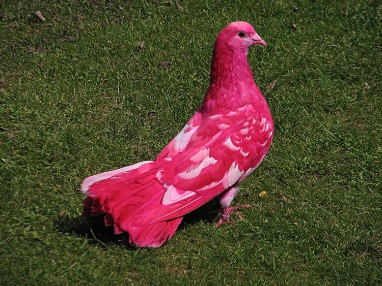 Pink pigeon Pink Pigeon Remco van Roekel Flickr