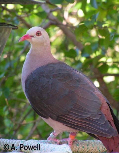 Pink pigeon Welcome to the Mauritian Wildlife Foundation MWF In The Field