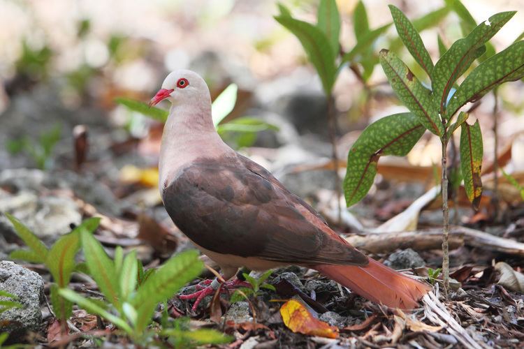 Pink pigeon Why Are Some of England39s Pigeons Pink Audubon
