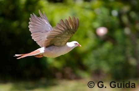 Pink pigeon Welcome to the Mauritian Wildlife Foundation MWF In The Field