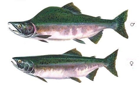 Pink salmon BC Sport Fishing Guide Pink Salmon