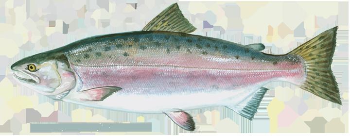 Pink salmon IGFA World Record All Tackle Records Salmon pink