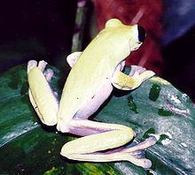 Pink-sided tree frog httpsuploadwikimediaorgwikipediacommonsthu