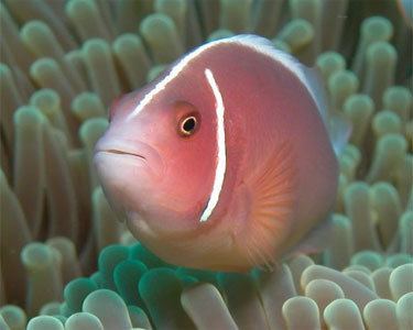 Pink skunk clownfish Pink Skunk Clownfish Aquarium Hobbyist Social Networking Community
