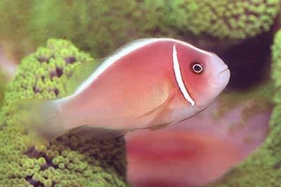 Pink skunk clownfish animalworldcomencyclomarineclownsimagesPink