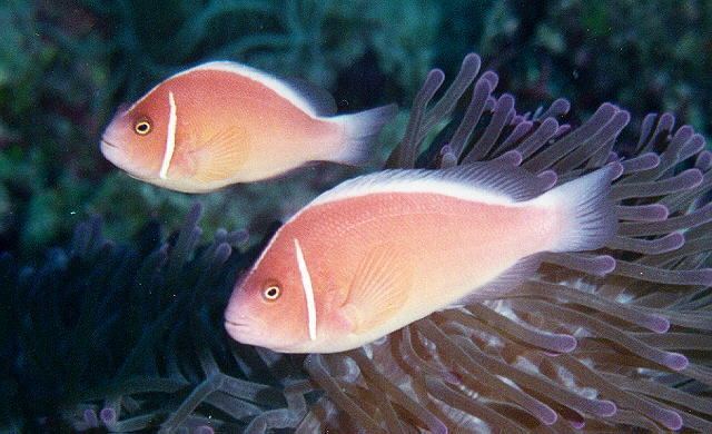 Pink skunk clownfish Pink skunk anemonefish clownfish saltwater fish profile News Reef