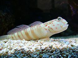 Pink-speckled shrimpgoby httpsuploadwikimediaorgwikipediacommonsthu