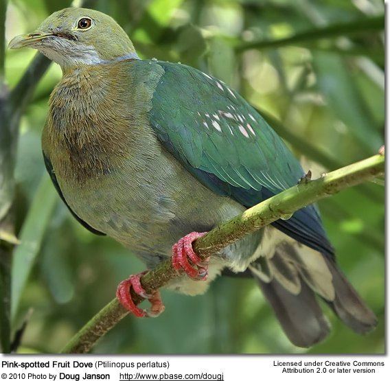 Pink-spotted fruit dove Pinkspotted Fruit Doves Ptilinopus perlatus