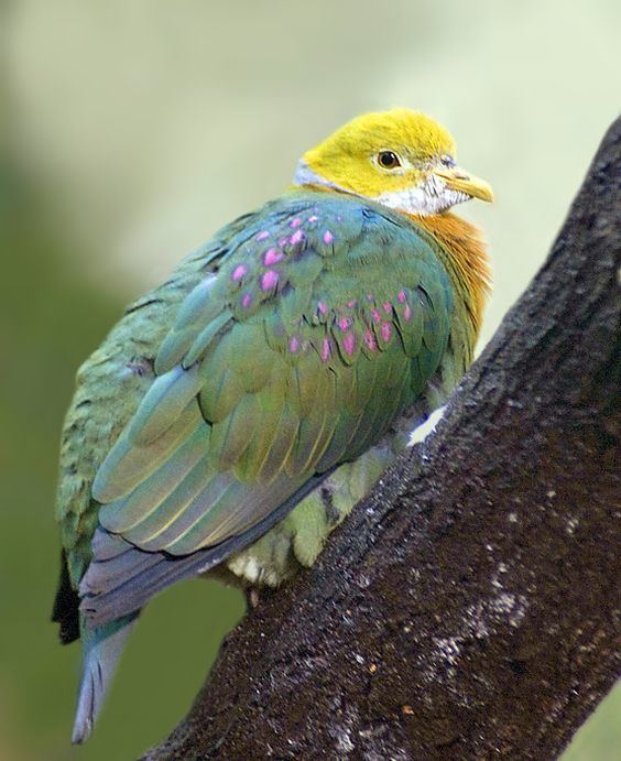 Pink-spotted fruit dove The Pinkspotted Fruit Dove Ptilinopus perlatus is a species of