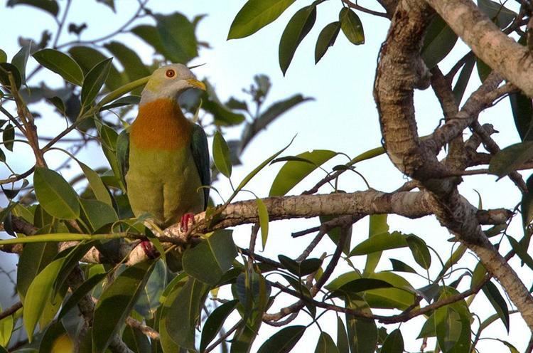 Pink-spotted fruit dove Pinkspotted Fruitdove Ptilinopus perlatus videos photos and