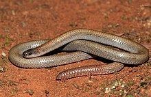 Pink-tailed worm-lizard httpsuploadwikimediaorgwikipediacommonsthu