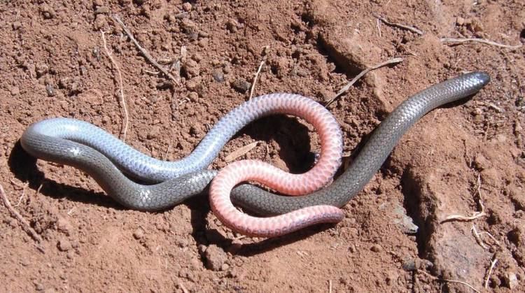 Pink-tailed worm-lizard Alkane out to protect native lizard Daily Liberal