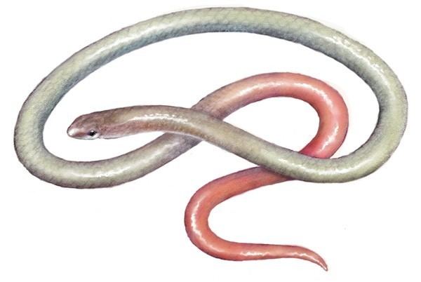 Pink-tailed worm-lizard PinkTailed Worm Lizardquot by Debbie Gray ArtWantedcom