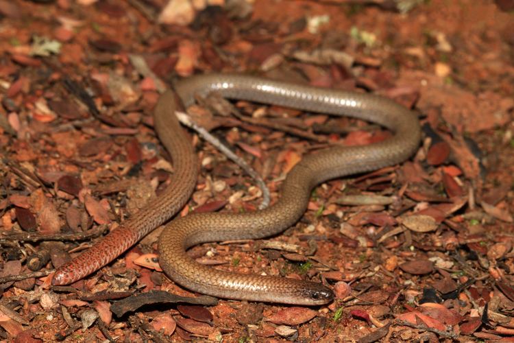 Pink-tailed worm-lizard FilePinktailed Wormlizard Aprasia parapulchella 9106371285