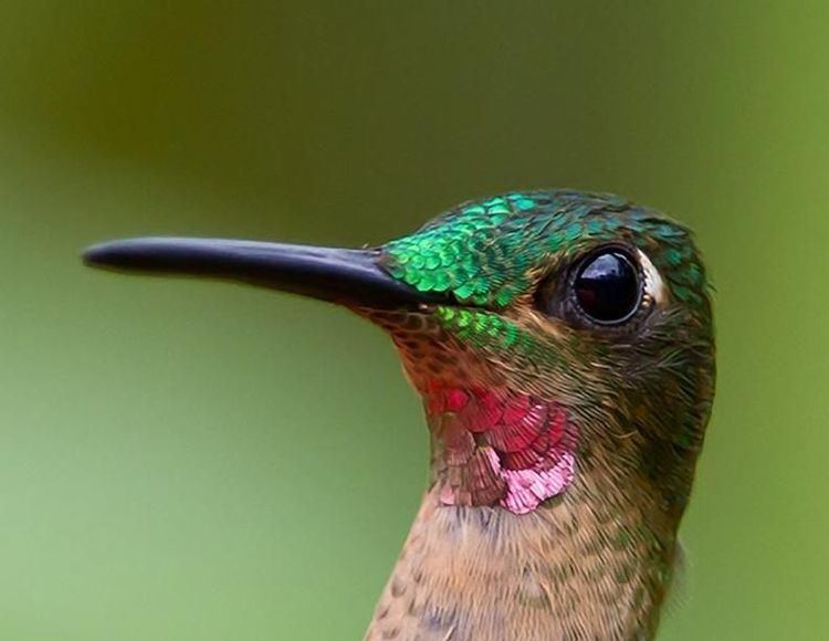 Pink-throated brilliant a pinkthroated brilliant hummingbird heliodoxa gularis from
