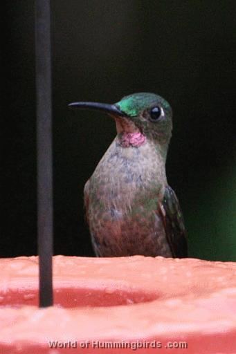 Pink-throated brilliant Types Species of Hummingbirds PinkThroated Brilliant