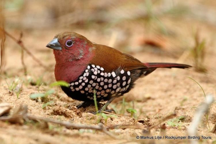 Pink-throated twinspot Pinkthroated Twinspot Hypargos margaritatus videos photos and