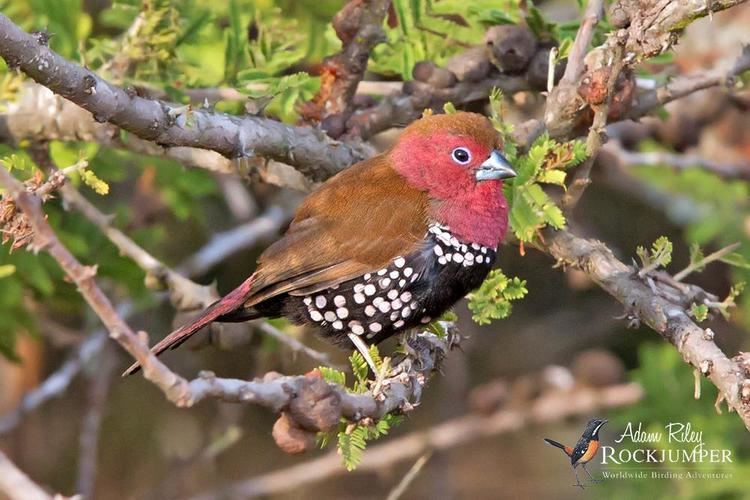 Pink-throated twinspot Pinkthroated Twinspot Hypargos margaritatus videos photos and