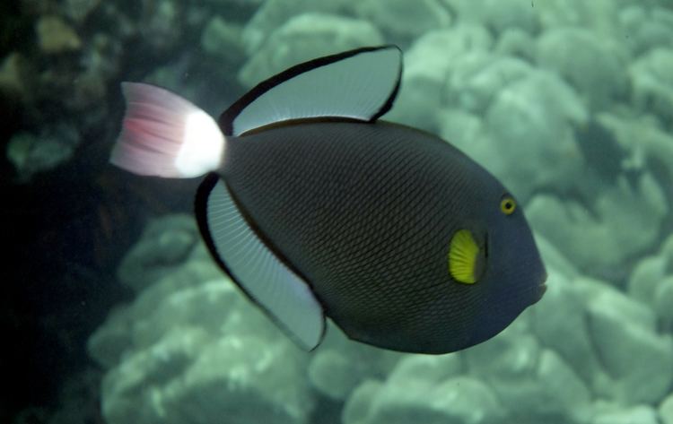 Pinktail triggerfish Suggestions Online Images of Pinktail Triggerfish