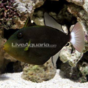 Pinktail triggerfish wwwliveaquariacomimagescategoriesproductp75