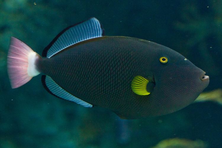 Pinktail triggerfish Pinktail Triggerfish Aquarium of the Pacific 072411 Thomas