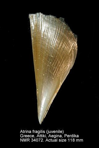 Pinnidae HomeNATURAL HISTORY MUSEUM ROTTERDAM Mollusca Bivalvia