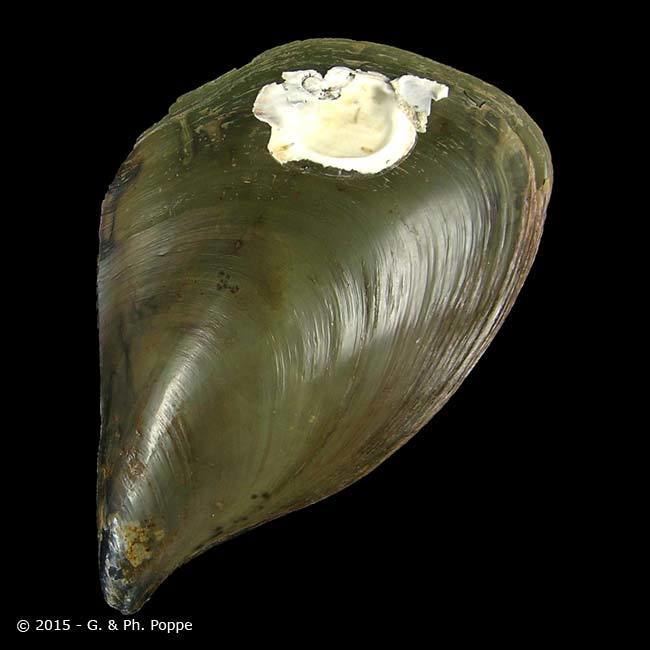 Pinnidae PINNIDAE Atrina inflata ID300825 Shell Detail Shell