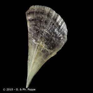 Pinnidae Shells For Sale Shells Online Shells For Sale Conchology Inc