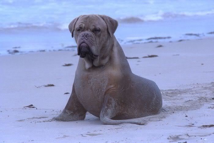 A "dog-like" seal.