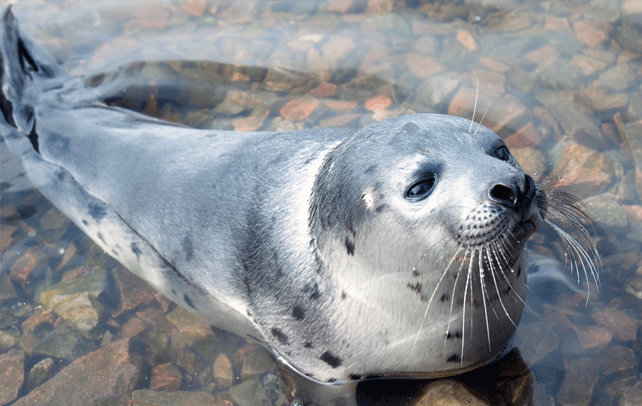 The earless seal.