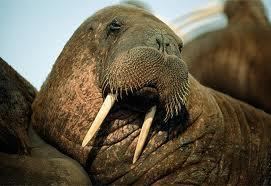 The walrus, distinguished by their long white tusks, grizzly whiskers, flat flipper, and bodies full of blubber.