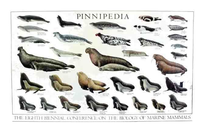 Different species of Pinnipeds, commonly known as seals.
